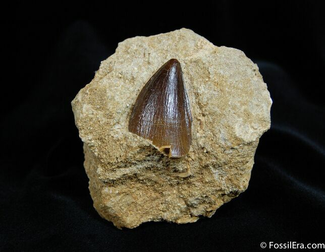Mosasaur Tooth - Ancient Ocean Monster #215